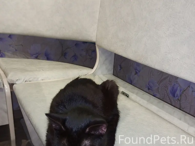 Найдена чёрная кошка, у магазина Родничек