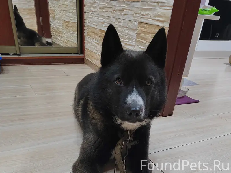 Найден кобель, Северодвинск