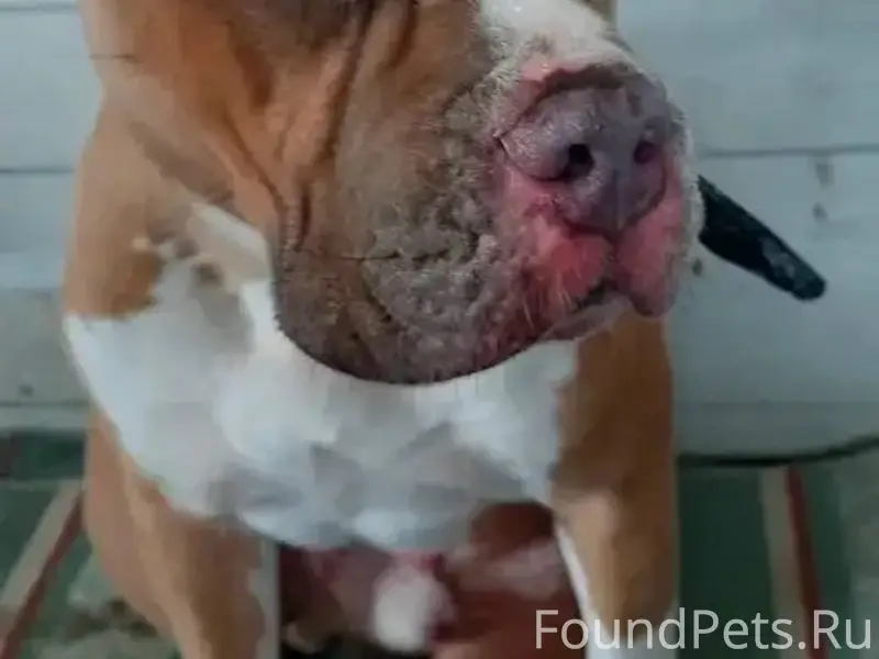 Найден тип собака, с. Сновицы