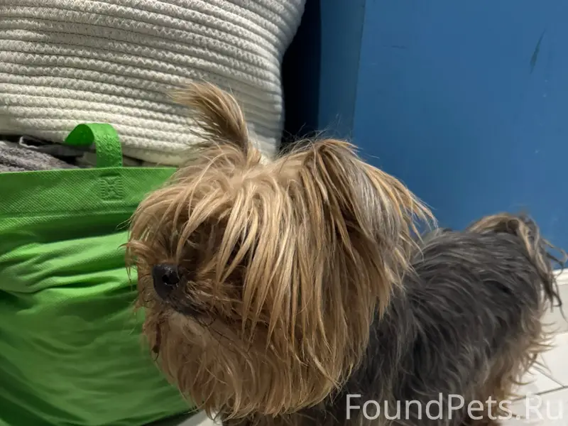 Найден йорк, Калининский район