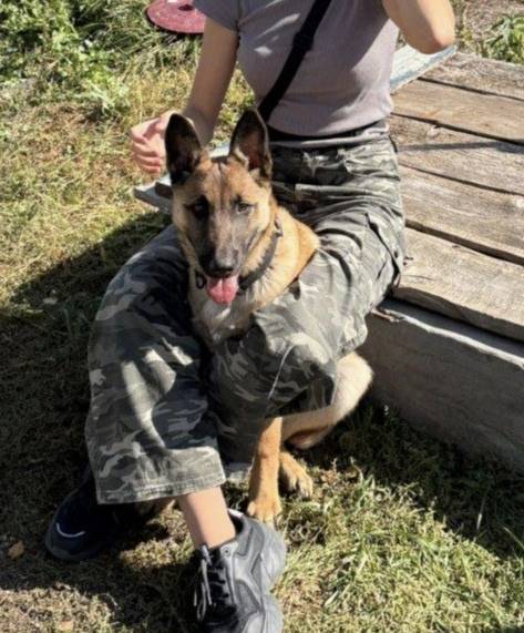 Пропала бельгийская овчарка, район ТСН «Курск»