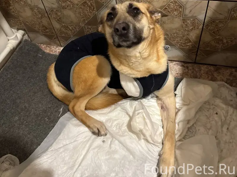 Пропала собака Люся, Минеево