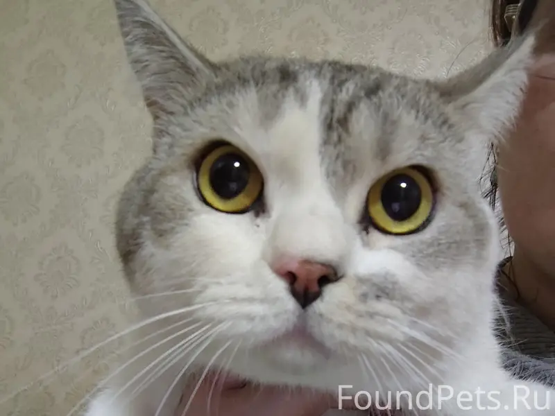 Найден кот вчера, район бумажников, корпус...