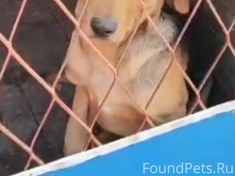 Потерялась собака. Кличка Алтай, восемь месяцев...