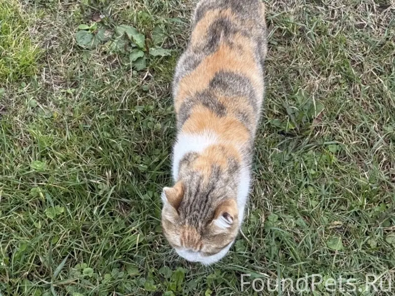 ПРОПАЛА КОШКА! 
 
В районе сельской стороны...