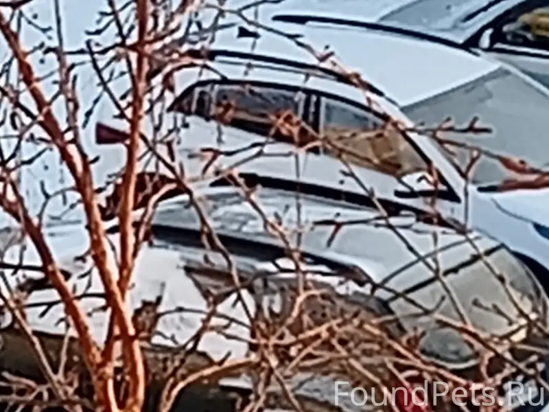 Чья собака потерялась! Выглядит растерянно, не...