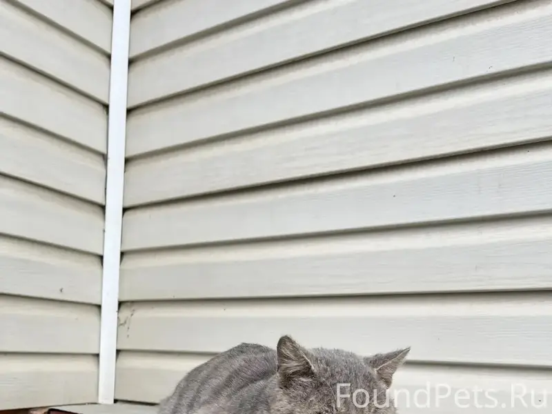 Пропал кот в районе с. Щетиновка...