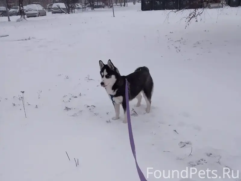 Пожалуйста помогите если кто видел. Потерялся...