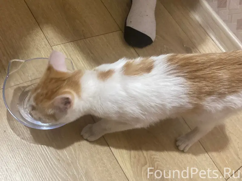 Найден кот. Был в подъезде в...