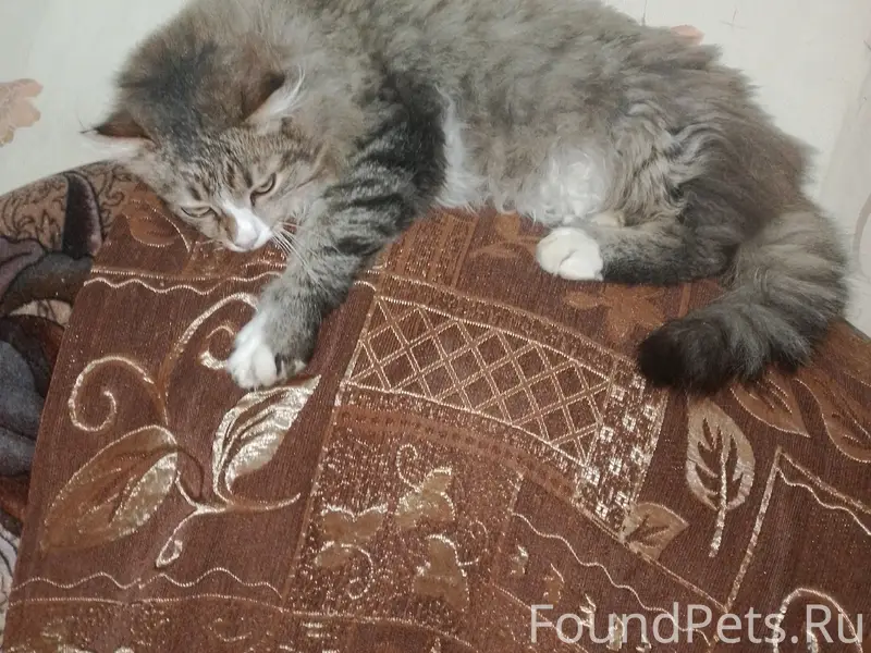 Пропал кот!!! ул. Кирова, Мичурина, Суворова.