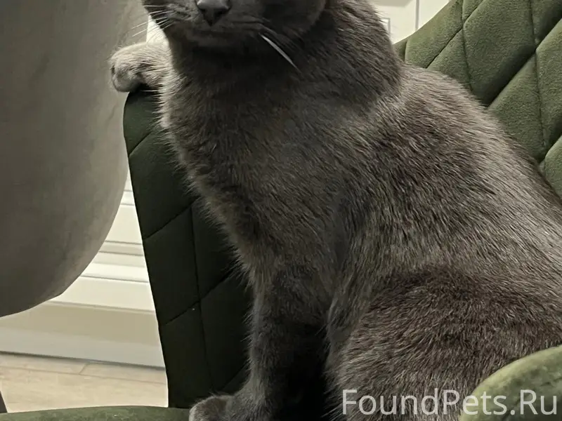 Пропал кот!
В районе улицы Булгарской...