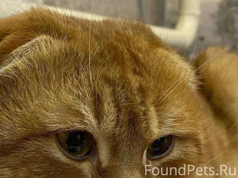 Пропал шотландский вислоухий кот, в районе...