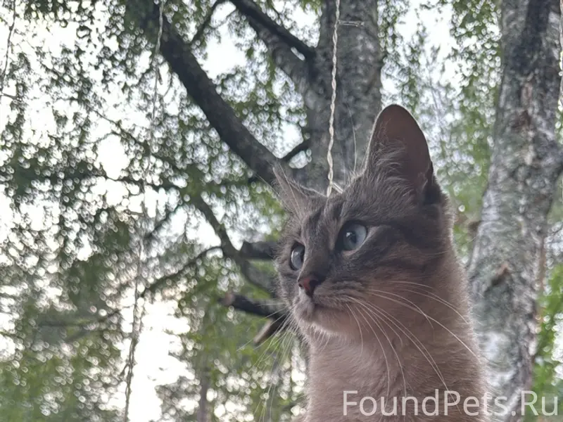 🆘🆘🆘🆘🆘 
ПРОПАЛ КОТ !!! 
Кот домашний, может...