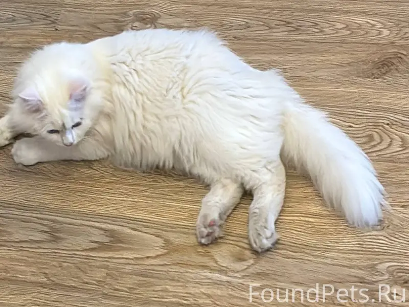 Пропал кот по кличке Макс , в...