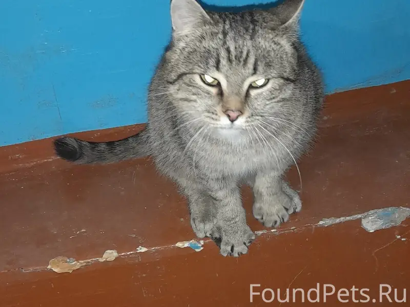 🆘️🆘️🆘️Срочно! 
Рябково. В подъезд прибился котик...