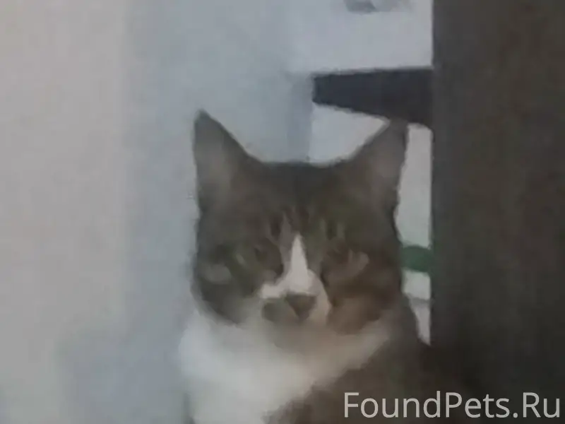 Пропал кот! В районе 5 микрорайона...