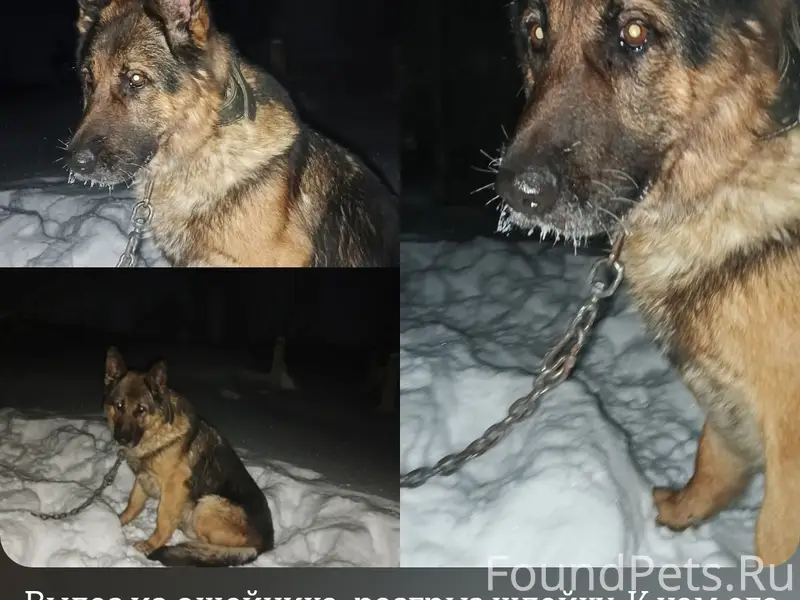 Пропала собака! Репост! 
Шуйский район! 
С...