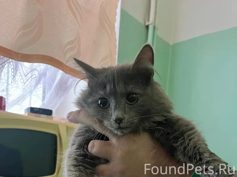 ❗❗❗Нашлась кошка в районе управления, лежала...