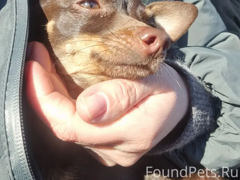 Найден пёс на Комушке сегодня возле...