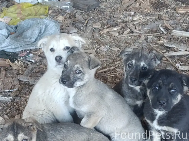 🙏‼️ПОМОГИТЕ СПАСТИ МАЛЫШЕЙ‼️
Пропал ещё один...