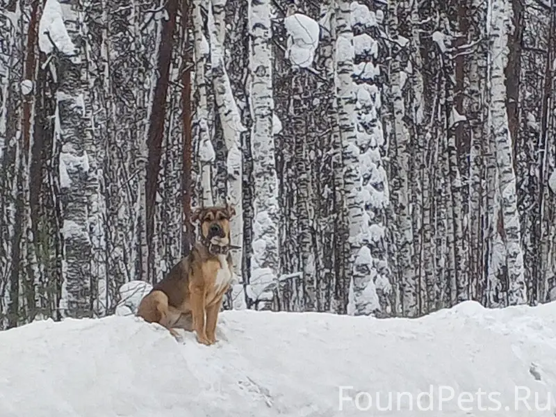 Добрый день, чья собака потерялась на...