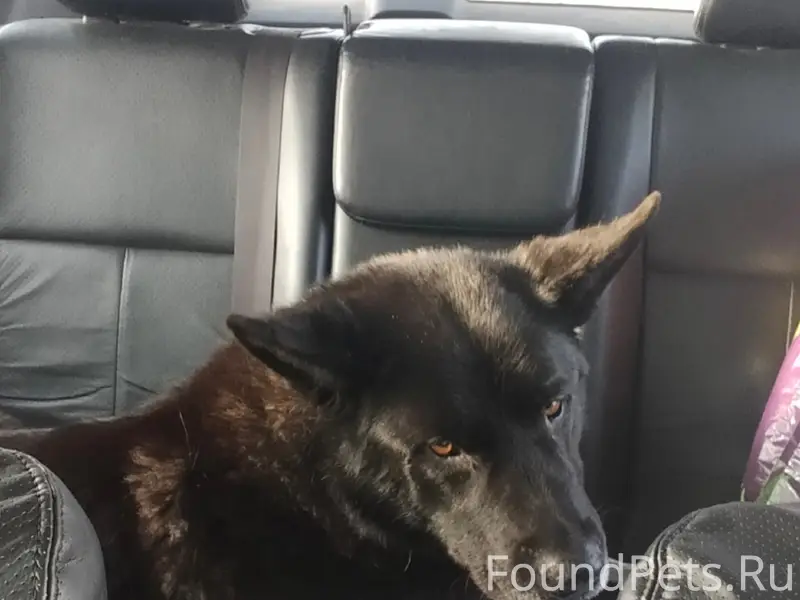 Бородино. SOS!!! Найден пёс. Очень добрый...