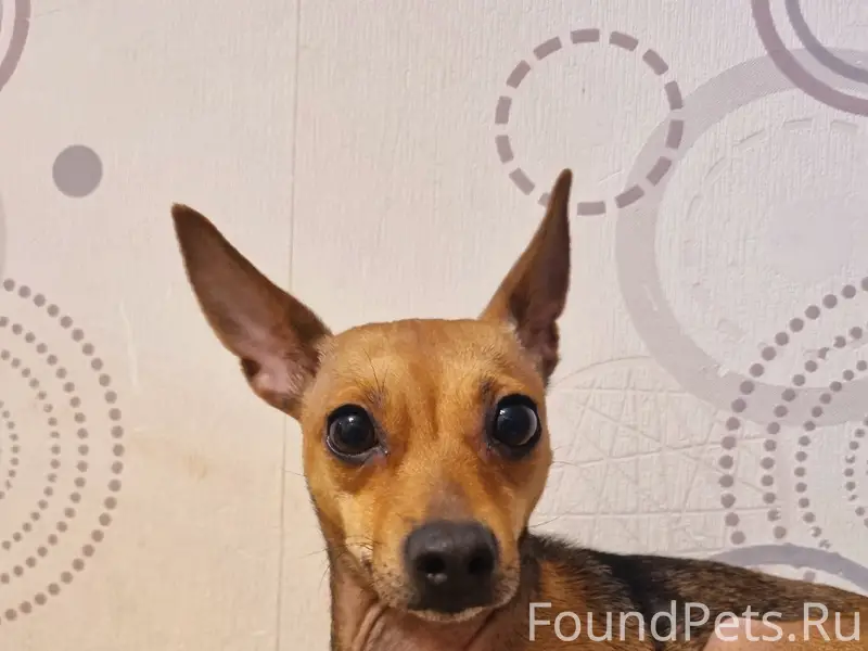 Потерялась собака в районе Октябрьской 12...