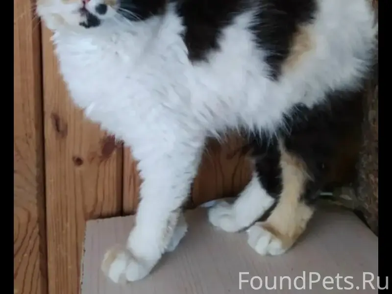 МАКСИМАЛЬНЫЙ РЕПОСТ!!!
Всё ещё верим,что...