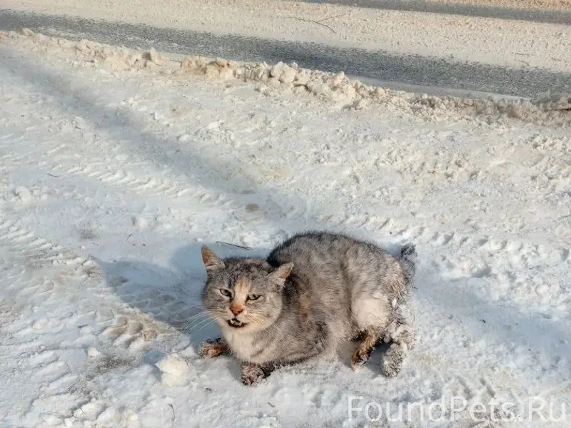 Найден кот, по улице Крупской.
Скорее...