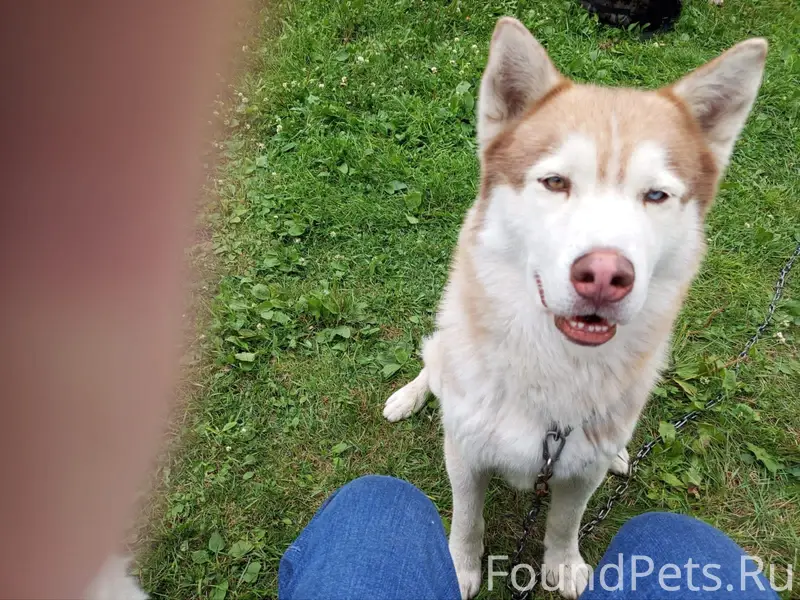 Потерялась собака Хаски район мясокомбината откликается...