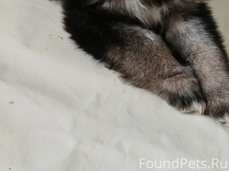 Найдена чудесная малышка (щенок) и она...