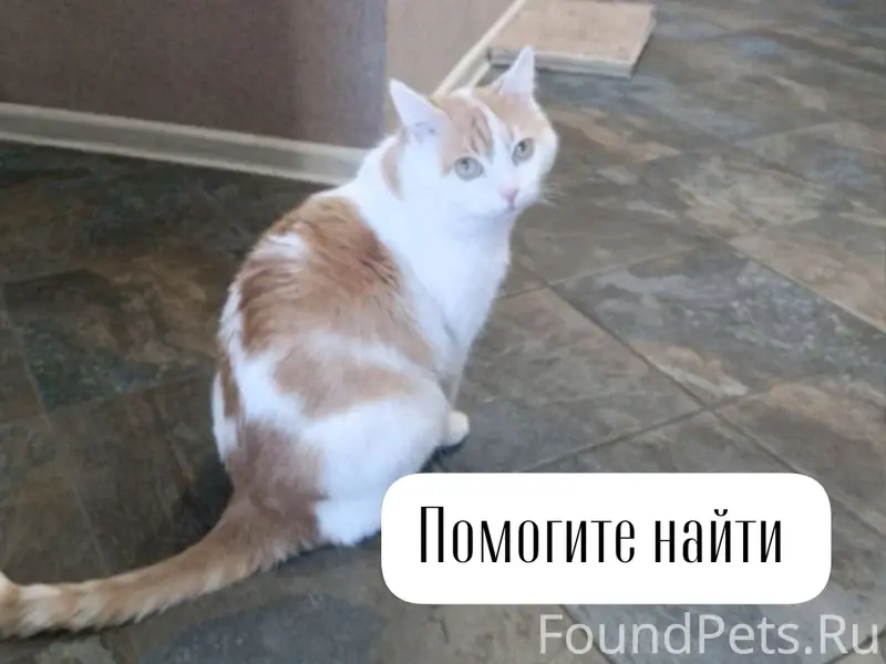 Г. Ставрополь

Пропал кот. Помогите, пожалуйста...