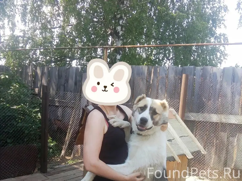 Пропала собака, по кличке Сэм, район...