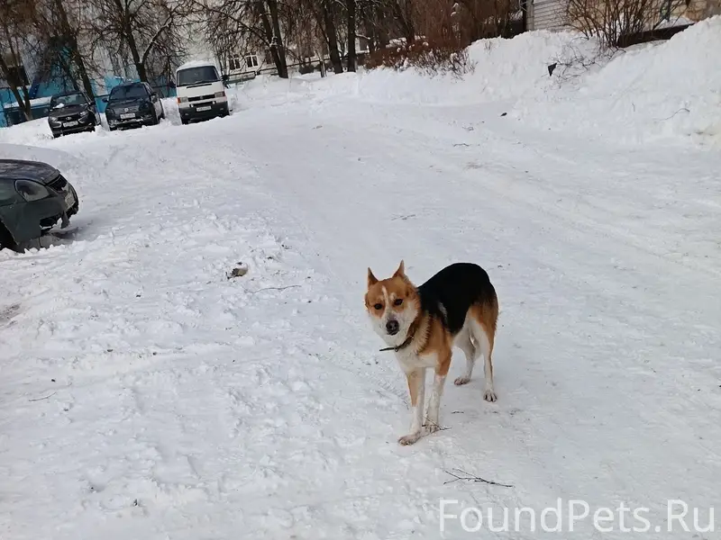 Хозяин найдись, собаке очень холодно, бегает...
