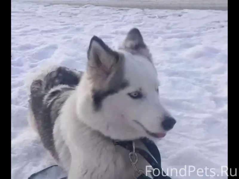 Пропали две собаки  породы сибирский хаски...
