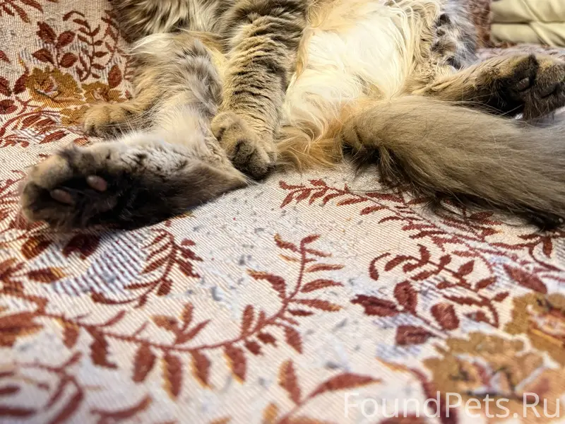 Отдам кота в добрые руки. Котик...