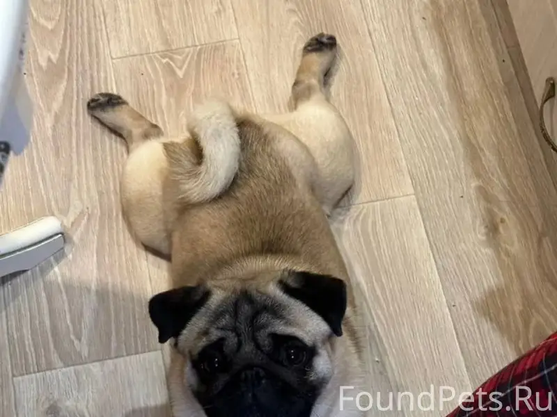 Пропала мопс, Белово