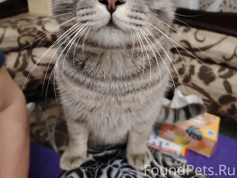 Пропал кот Кеша, Октябрьский