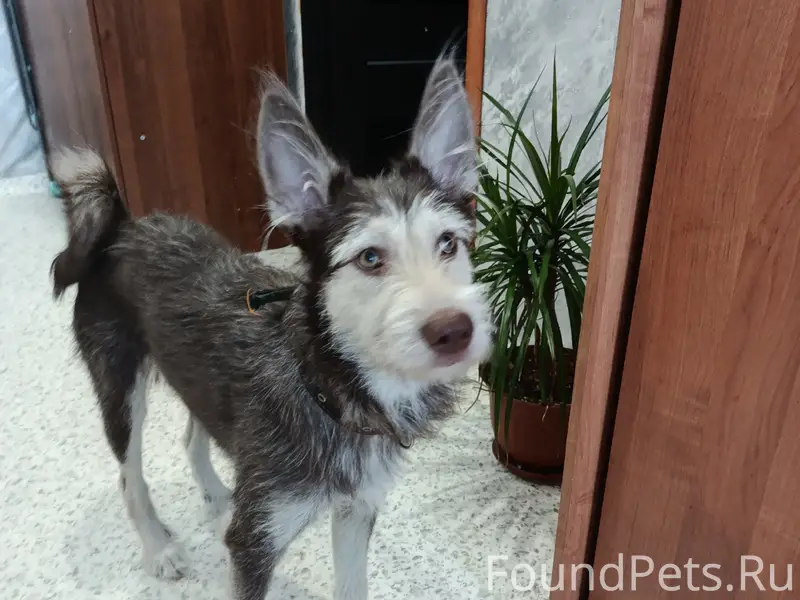 Найдена собака, 189 квартал