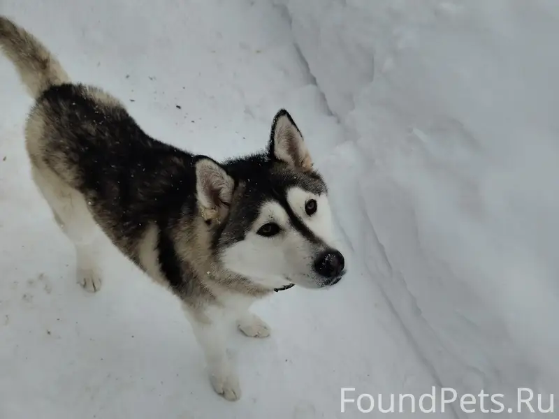 Найден тип собака, набережная
