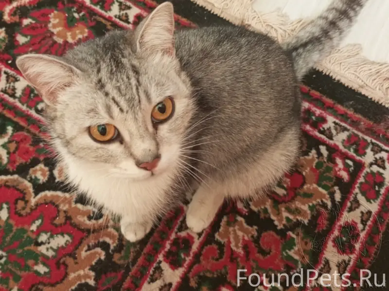 Найдена кошка