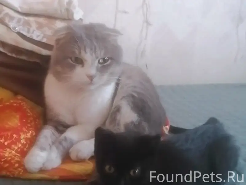 Пропали коты, [место: ул. Приозерная]