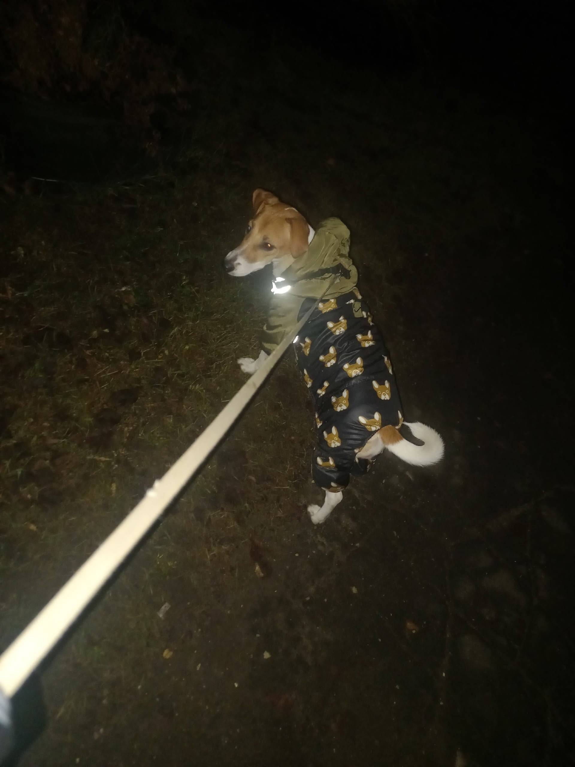 Пропала Джек Рассел Молли, район роддома