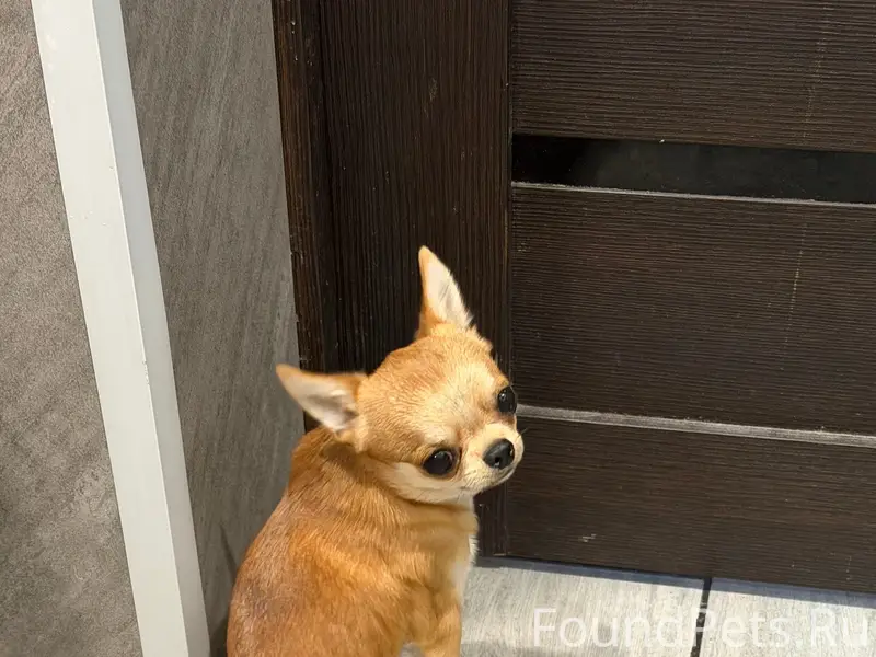 Найден щенок чихуахуа, район Дягилево