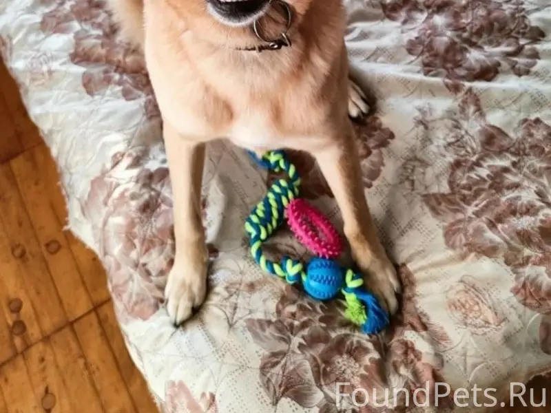 Пропала метис карело-финской лайки Кьюти, Архангельск