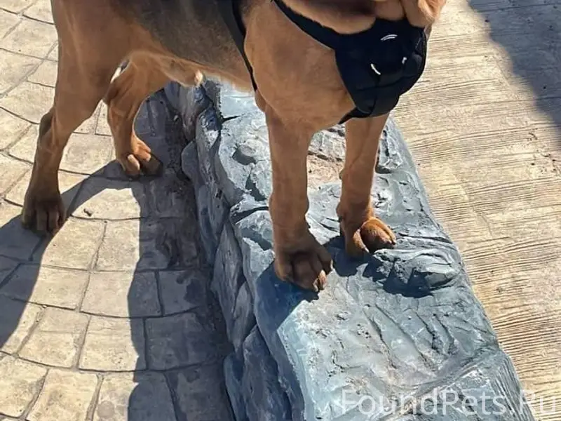 Пропал бладхаунд Арчи, Смоленск