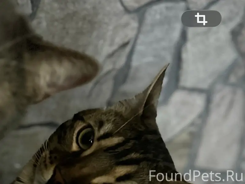 Пропал взрослый кот Скай, район ост. Перхоровича