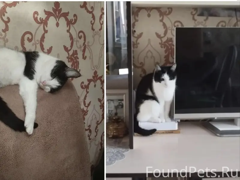 Пропала кошка Алиса, ул. Магистральная