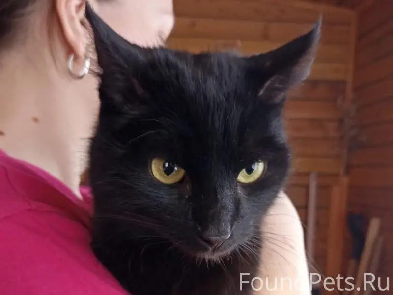 Найдена кошка, Д. Вороновская