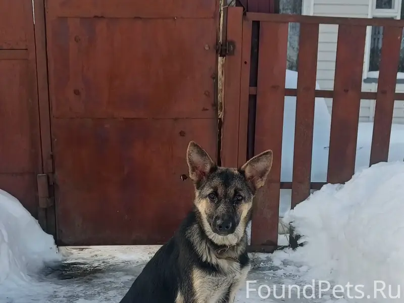 Найден щенок, находится на ул. Луначарского